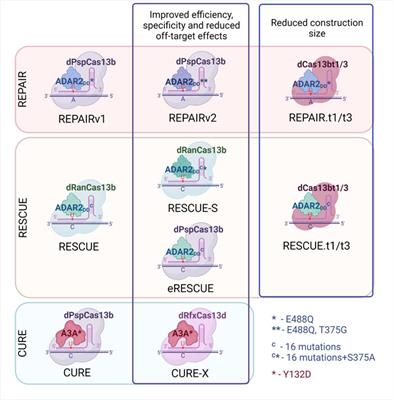 Cas-Based Systems for RNA Editing in Gene Therapy of Monogenic Diseases: In Vitro and in Vivo Application and Translational Potential